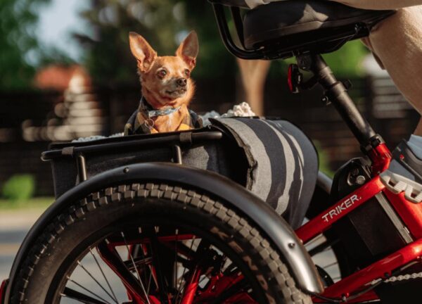 Velotric Triker Electric Tricycle